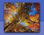 Photo of some of Ottawa's fall colours