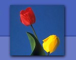 Photo of Ottawa tulips
